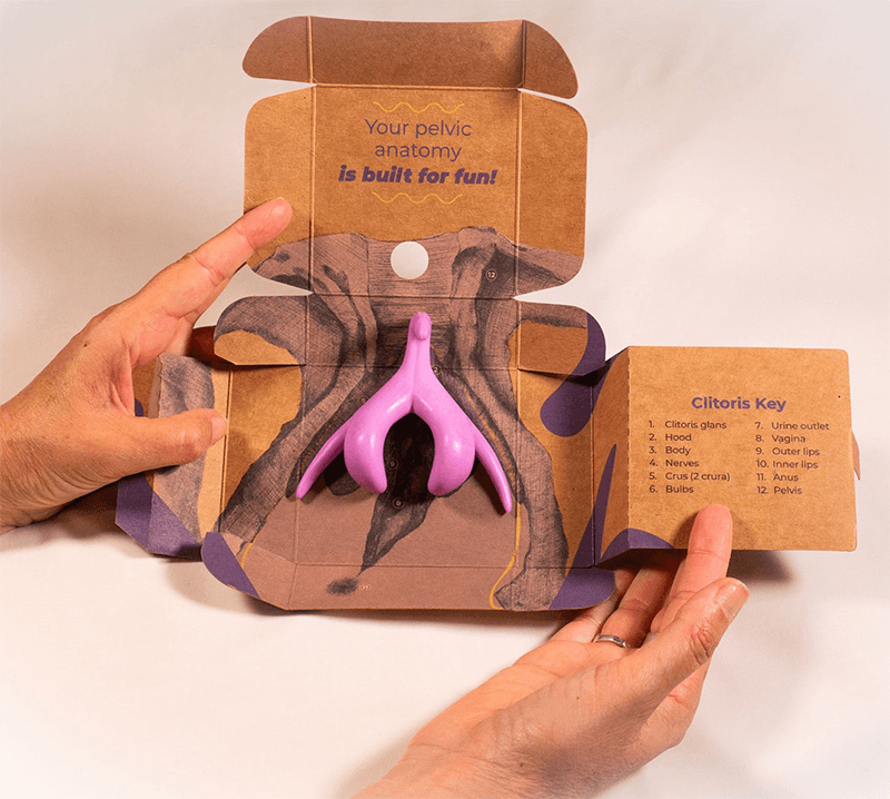 Anatomical model of a Clitoris in box