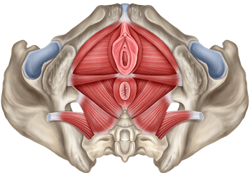 Pelvic Floor Muscle Dysfunction